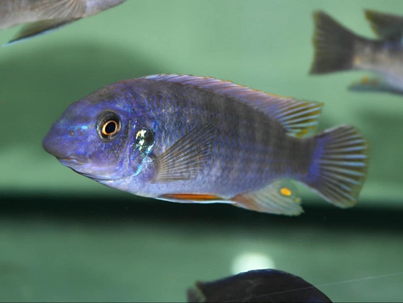 Labeotropheus fuelleborni 'Chiwi Rocks'